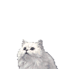 Peeking Cat